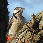 Buntspecht im Birnenbaum