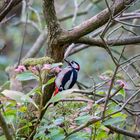 Buntspecht im Flieder 