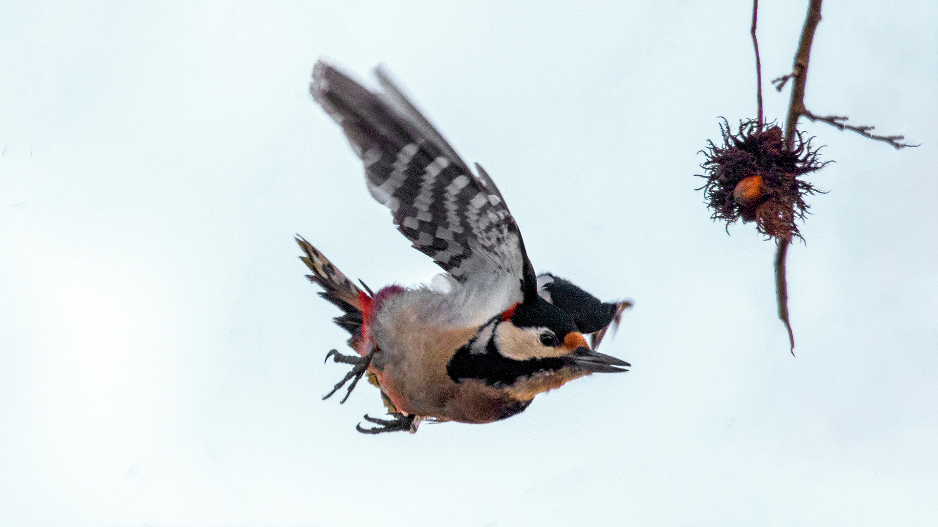 Buntspecht im Flug 002a