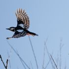 Buntspecht im Flug