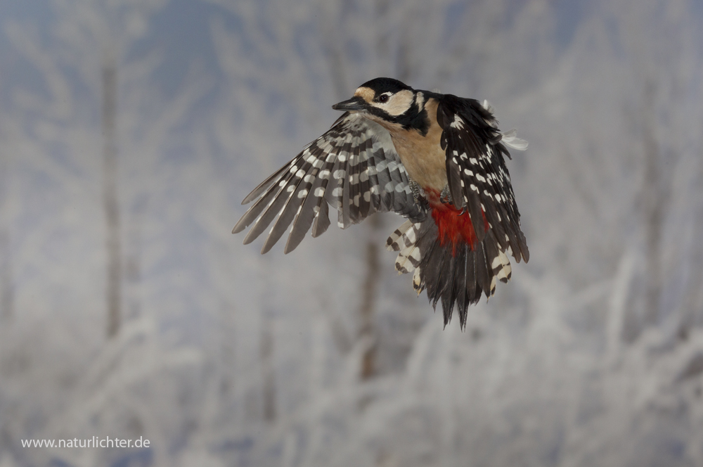 Buntspecht im Flug