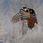 Buntspecht im Flug