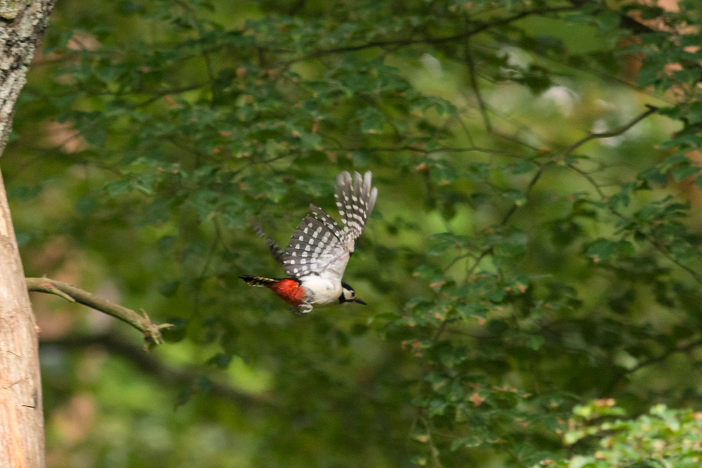 Buntspecht im Flug