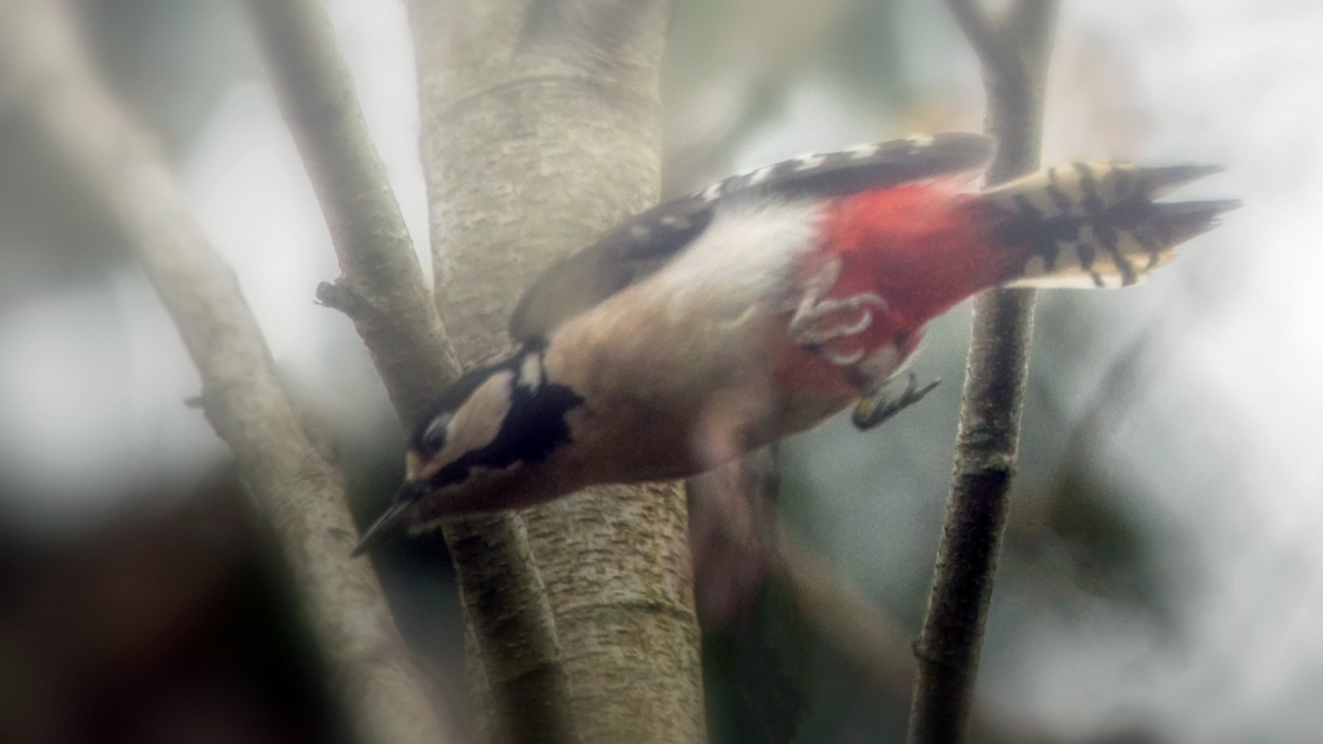 Buntspecht im Flug