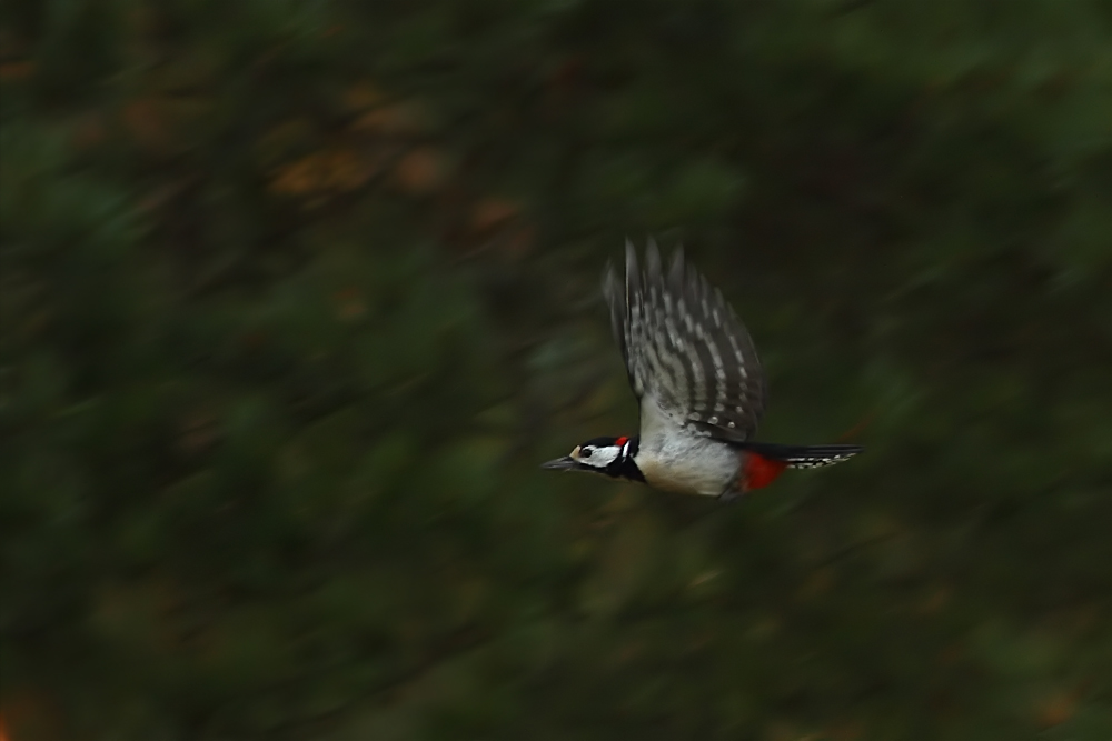 Buntspecht im Flug