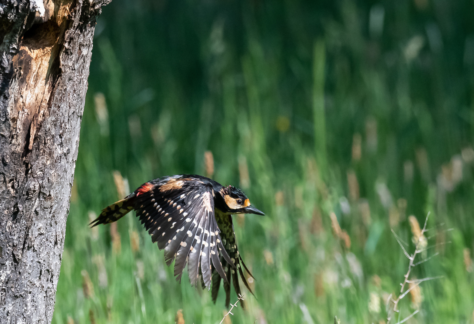 Buntspecht im Flug