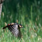 Buntspecht im Flug