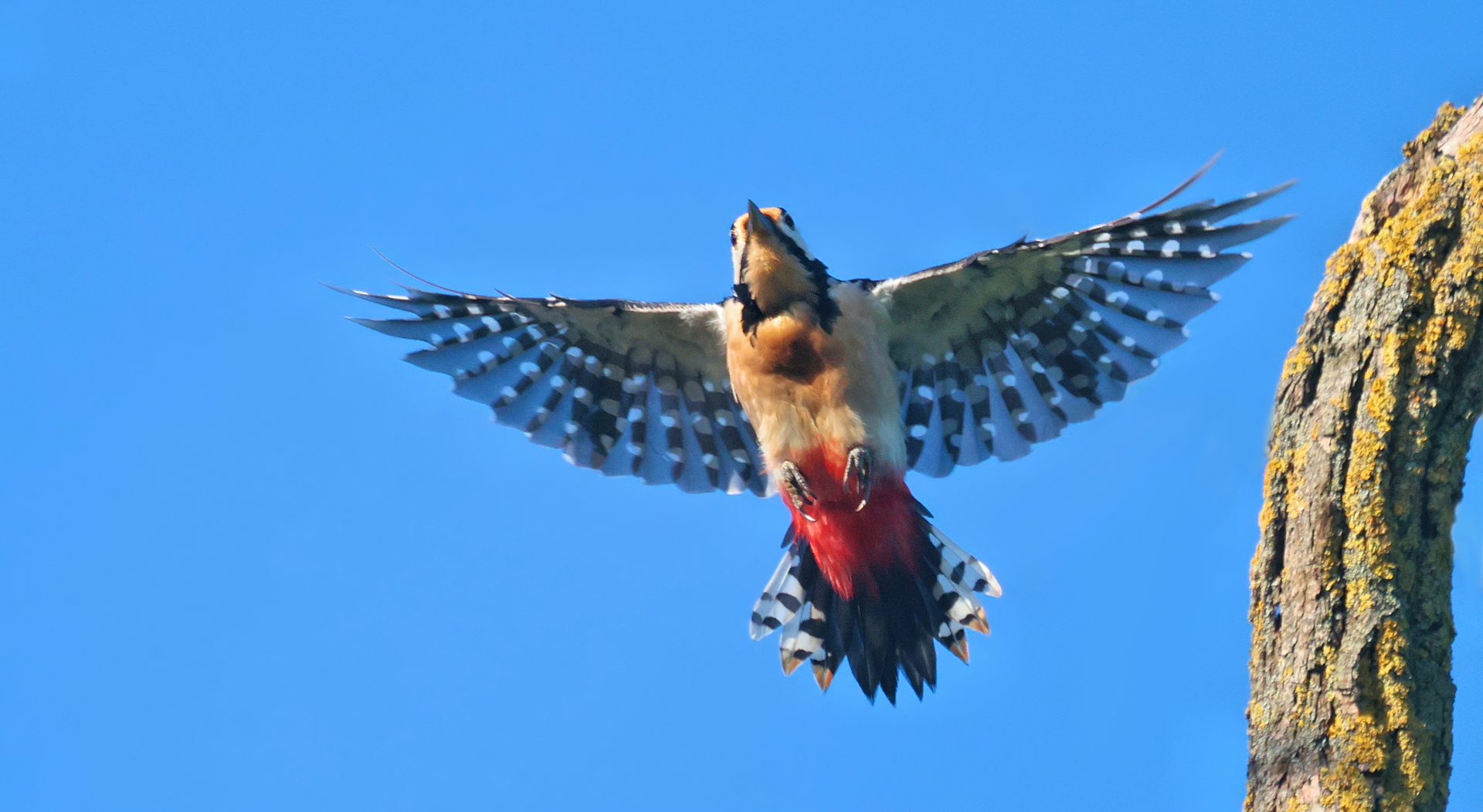 BUNTSPECHT IM FLUG