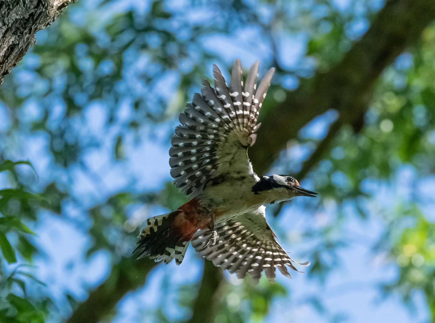 Buntspecht im Flug