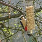 Buntspecht im Frühling