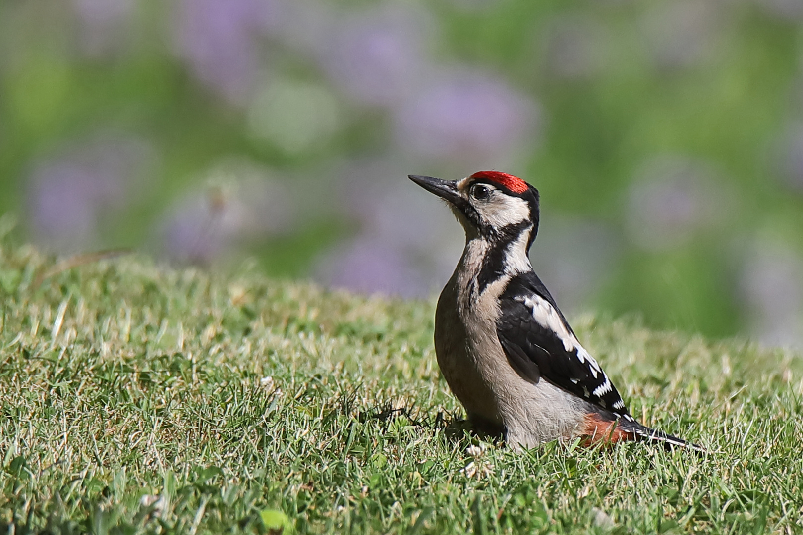 Buntspecht im Garten