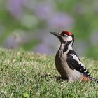 Buntspecht im Garten