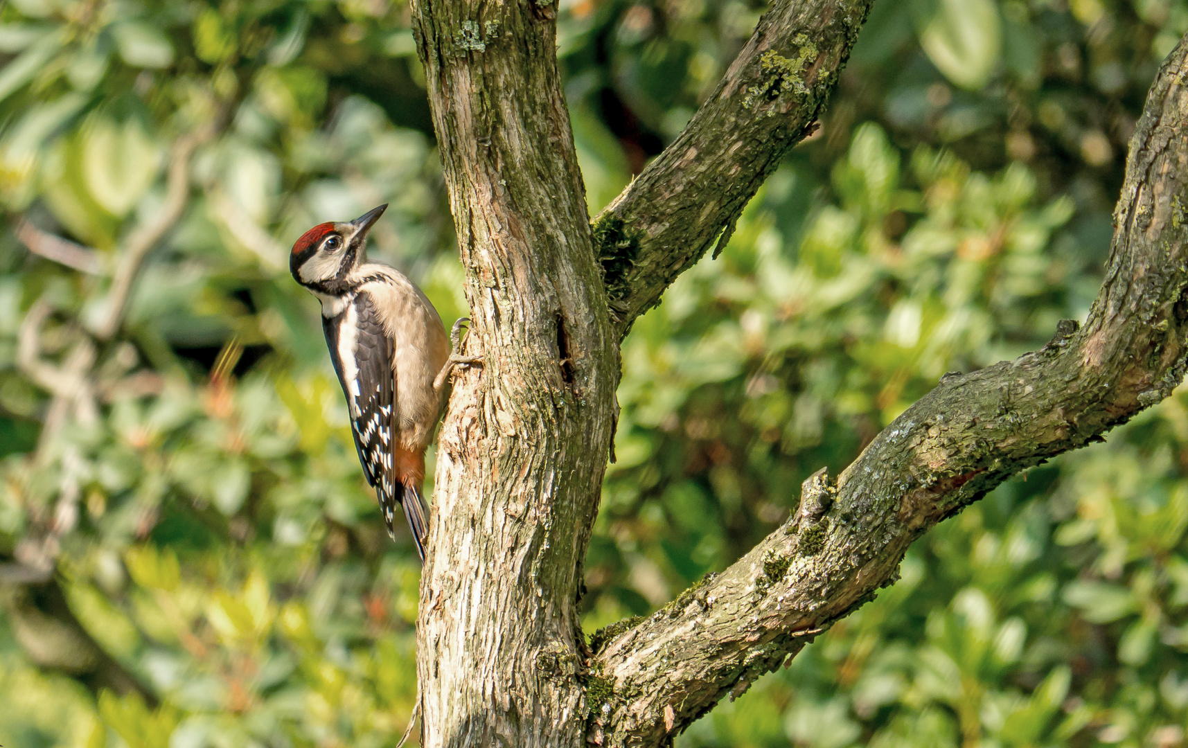 Buntspecht im Garten Foto & Bild tiere, wildlife, wild