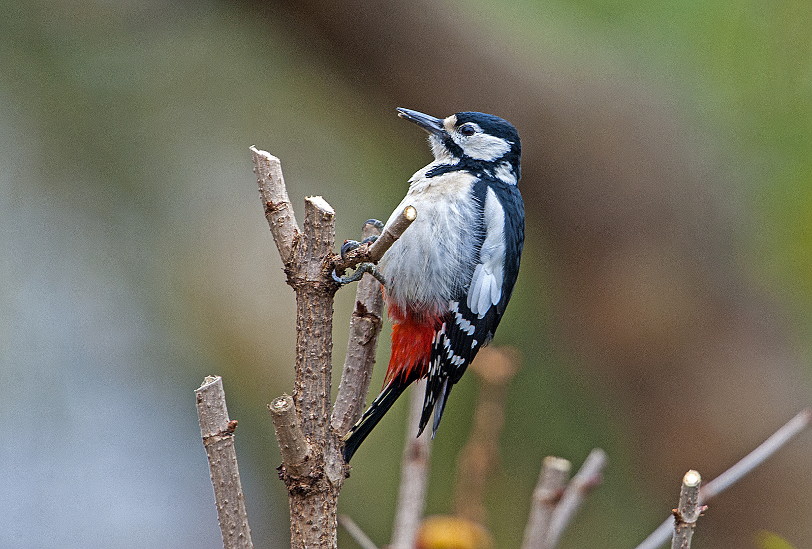 Buntspecht im Garten Foto &amp; Bild tiere, natur Bilder auf