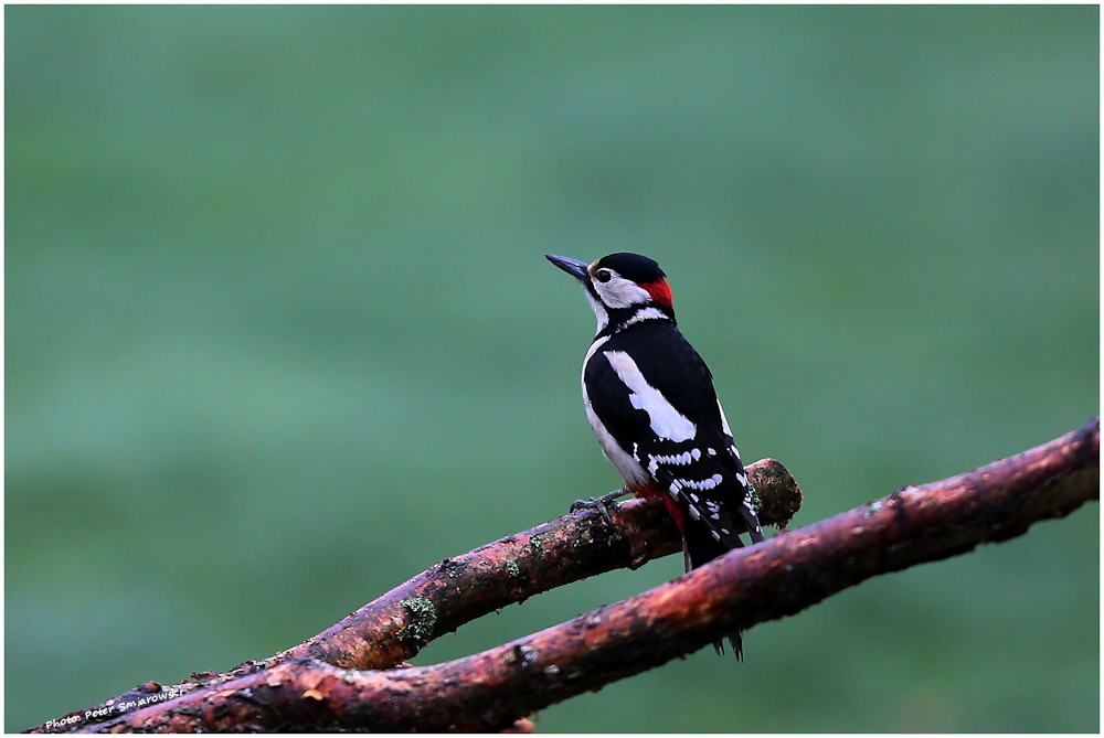 Buntspecht im Garten Foto &amp; Bild tiere, wildlife, wild