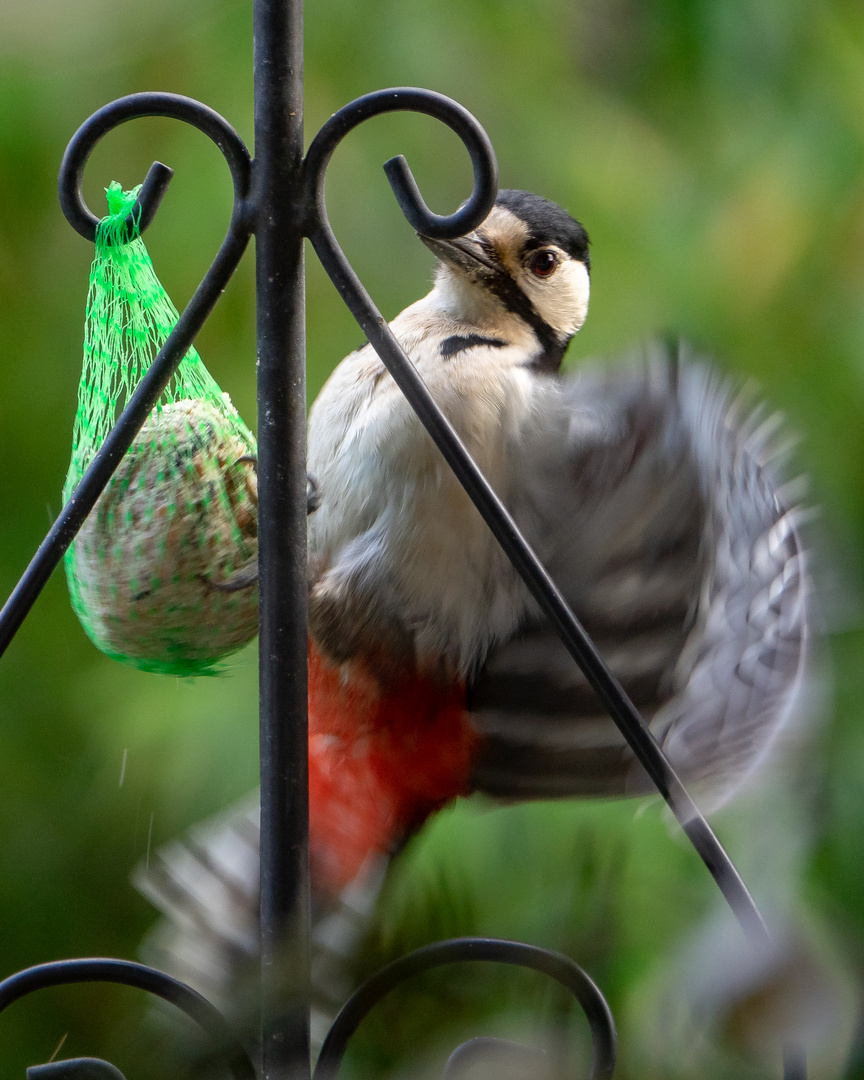 Buntspecht im Garten