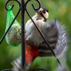 Buntspecht im Garten