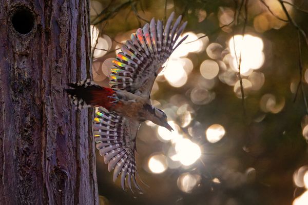 Buntspecht im Gegenlicht