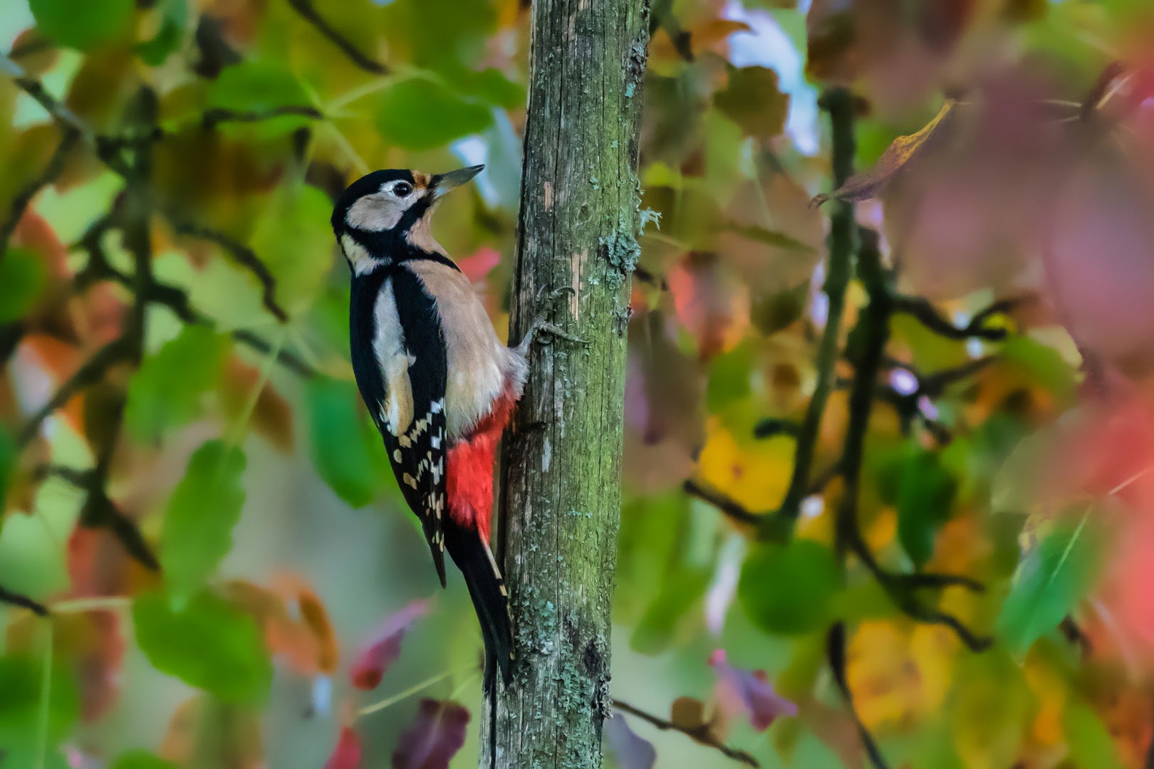 Buntspecht im Herbst-Blätterwald