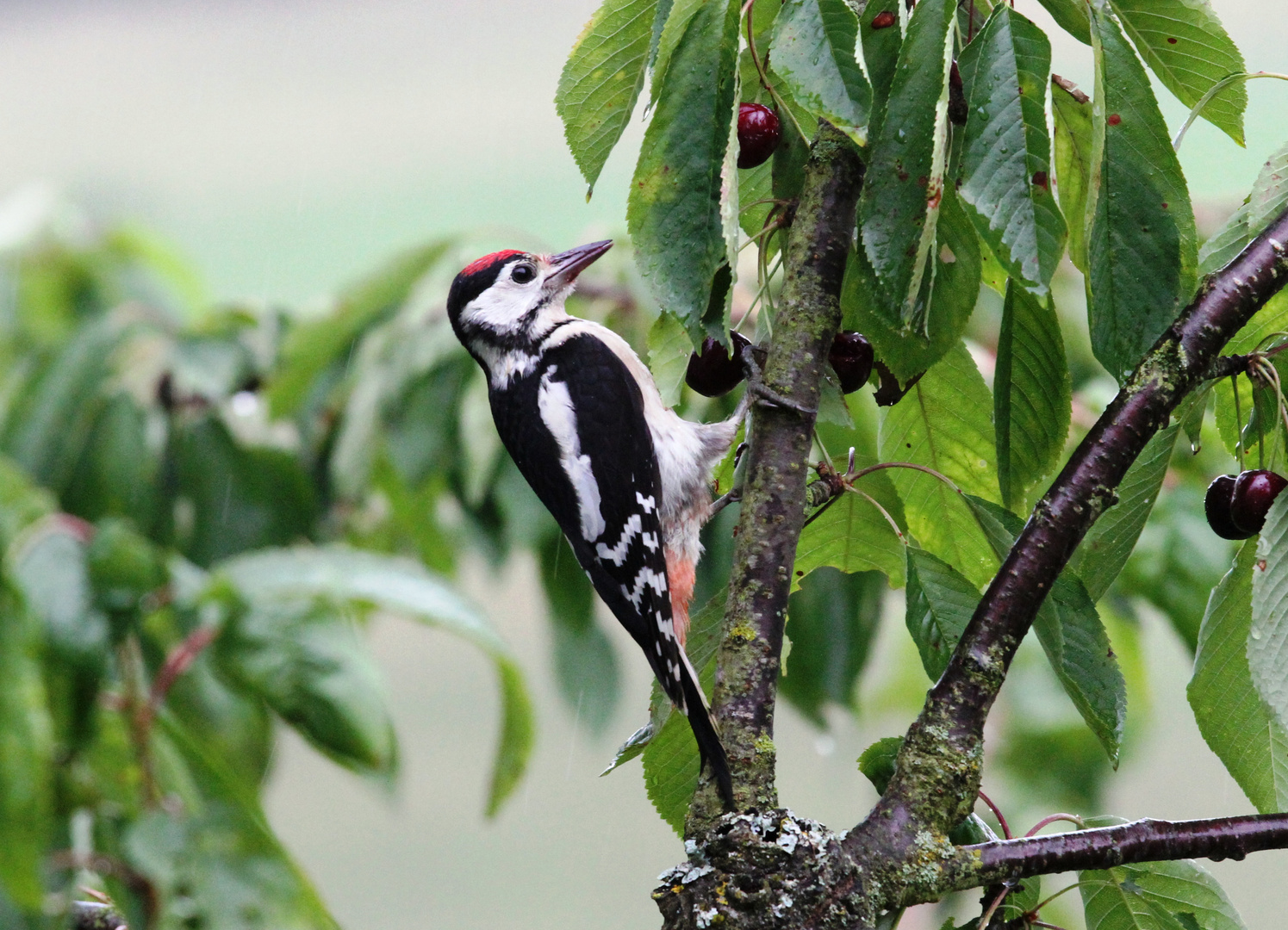 Buntspecht im Kirschbaum