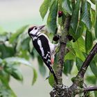 Buntspecht im Kirschbaum