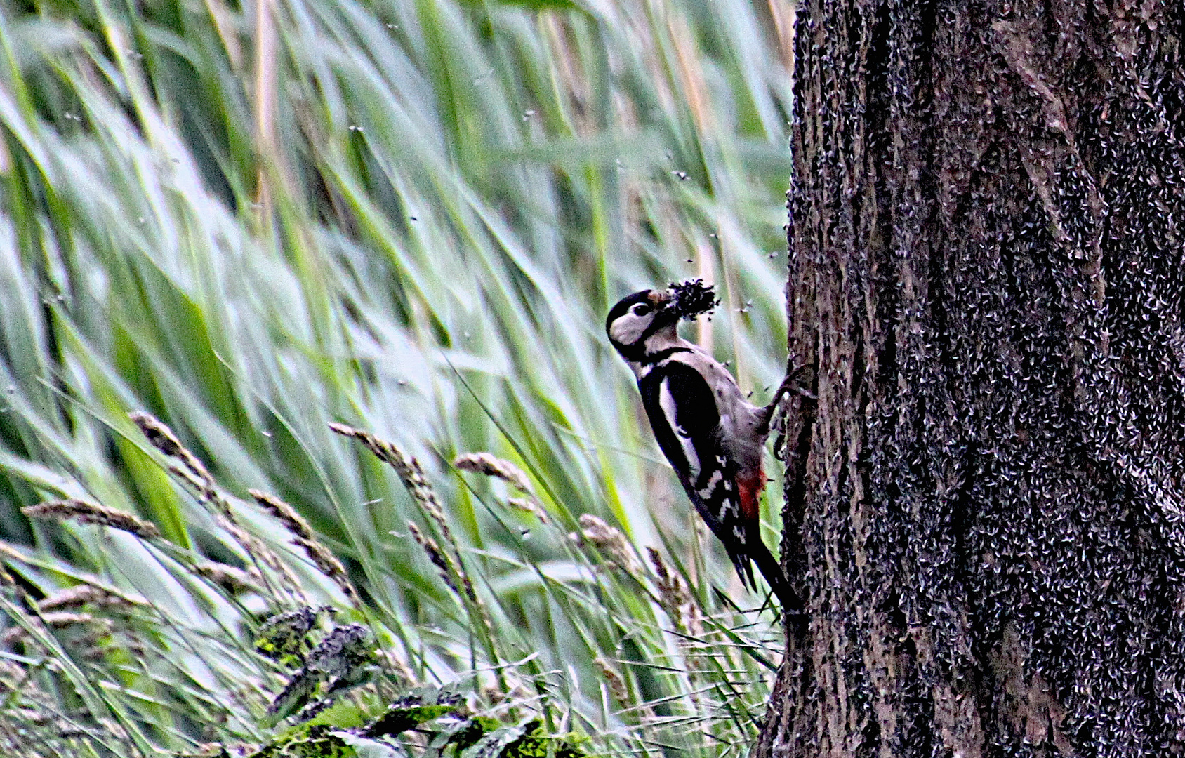 Buntspecht im Mückenparadies