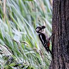 Buntspecht im Mückenparadies