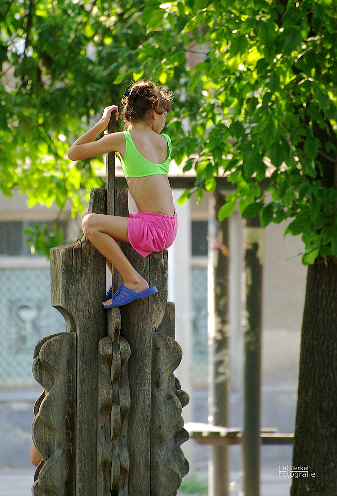 Buntspecht im Park