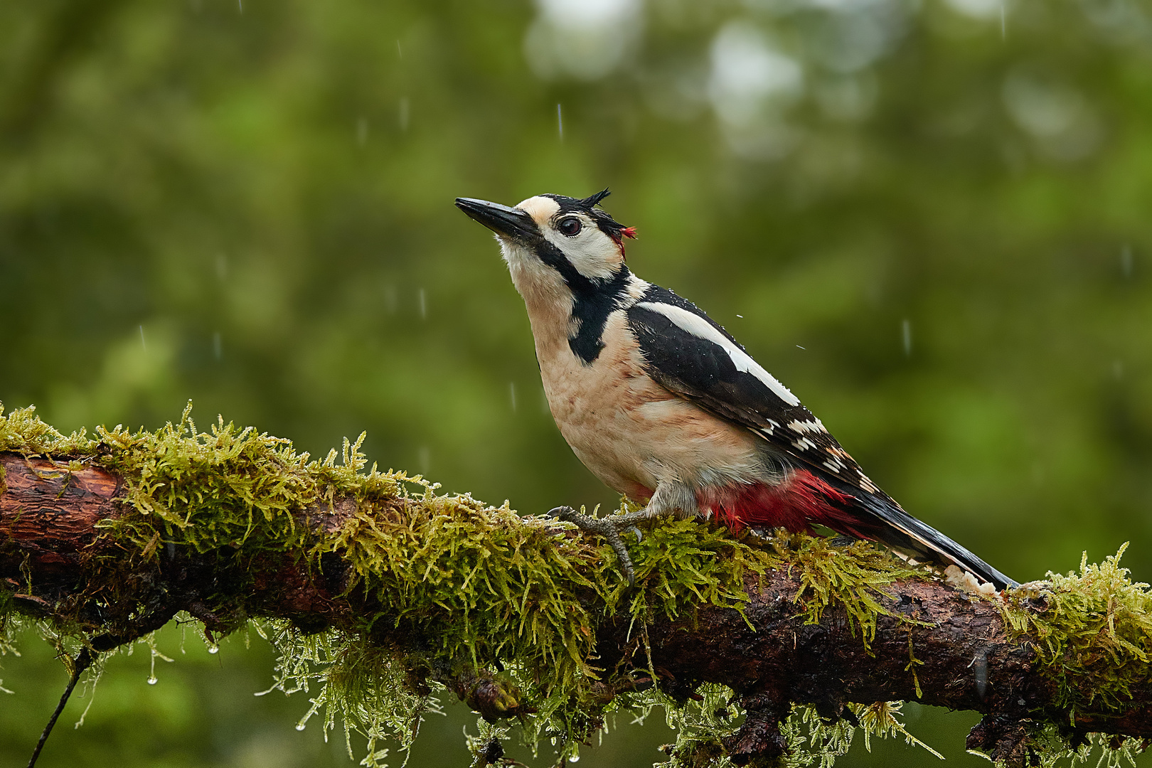 Buntspecht im Regen