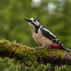 Buntspecht im Regen