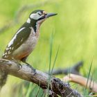 Buntspecht im Ruhemodus