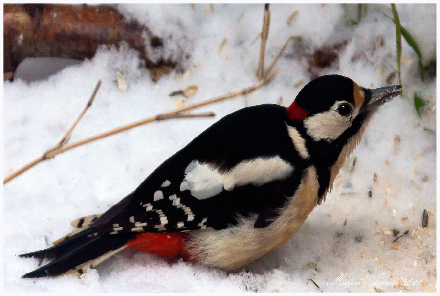 Buntspecht im Schnee