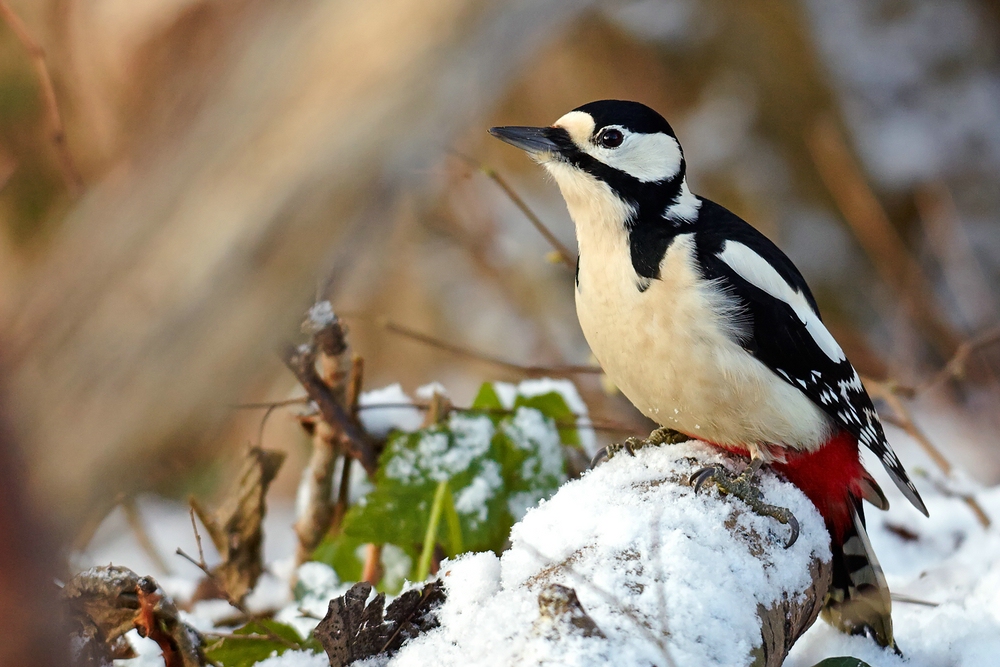 Buntspecht im Schnee