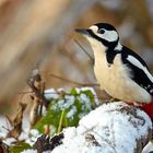 Buntspecht im Schnee