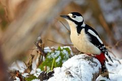 Buntspecht im Schnee