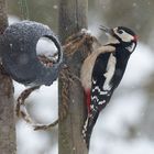 Buntspecht im Schneegestöber