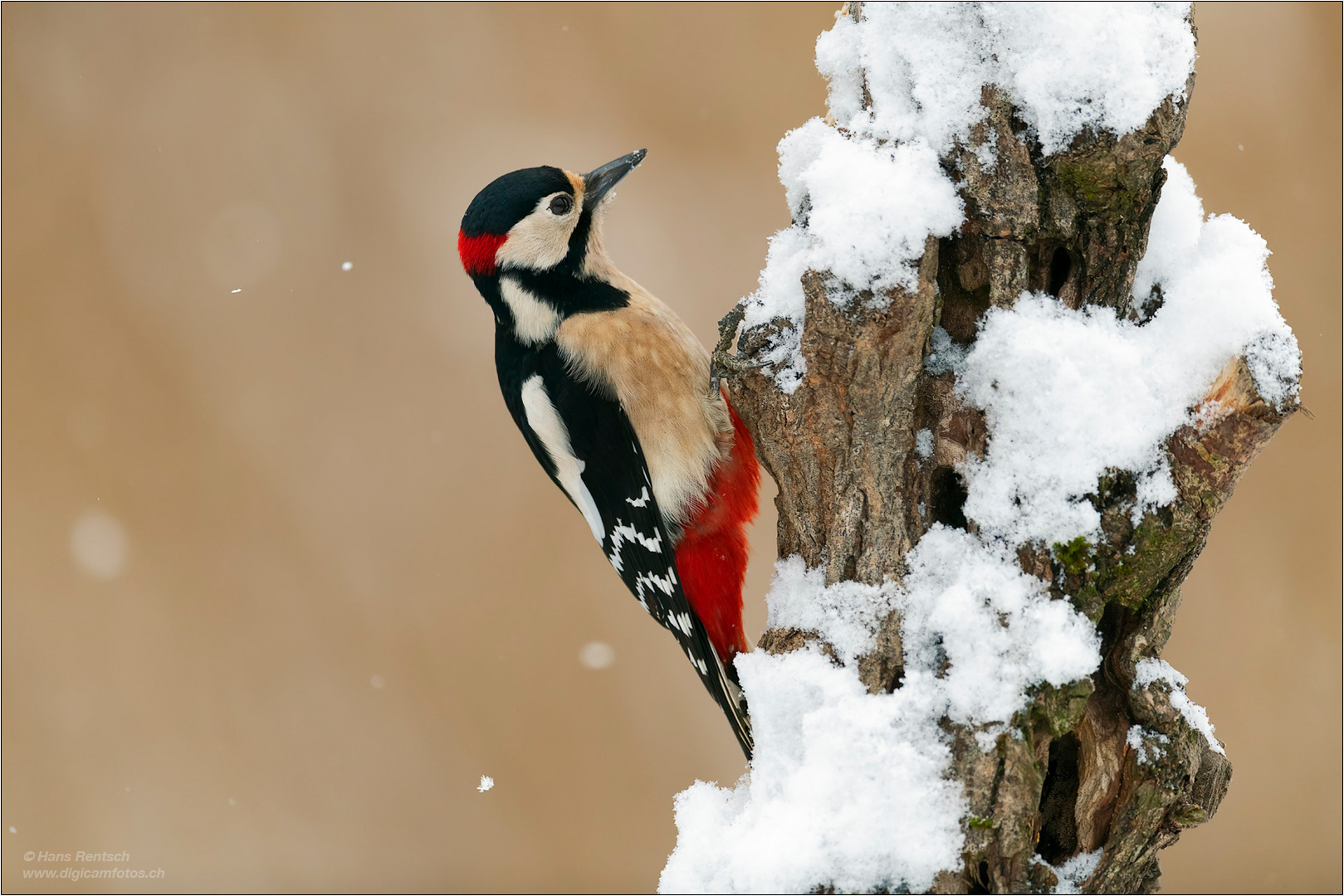 Buntspecht im Schneetreiben...