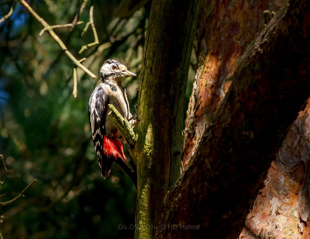 Buntspecht im Wald