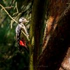 Buntspecht im Wald