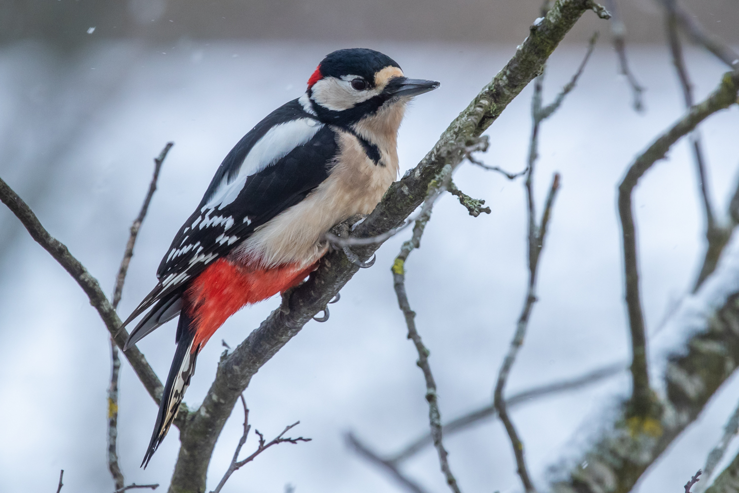 Buntspecht im Winter