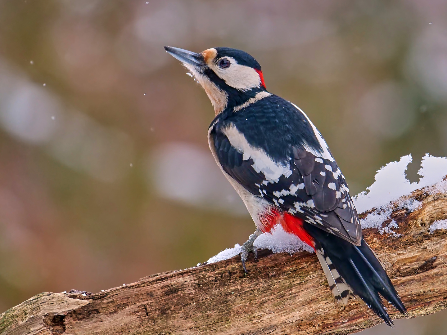 Buntspecht im Winter 