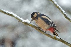 Buntspecht im Winter