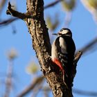 Buntspecht in der Abendsonne