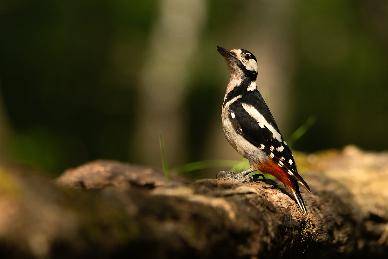 Buntspecht in der Abendsonne