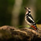 Buntspecht in der Abendsonne