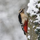 Buntspecht in der Winterlandschaft