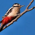 BUNTSPECHT IN DER WINTERSONNE