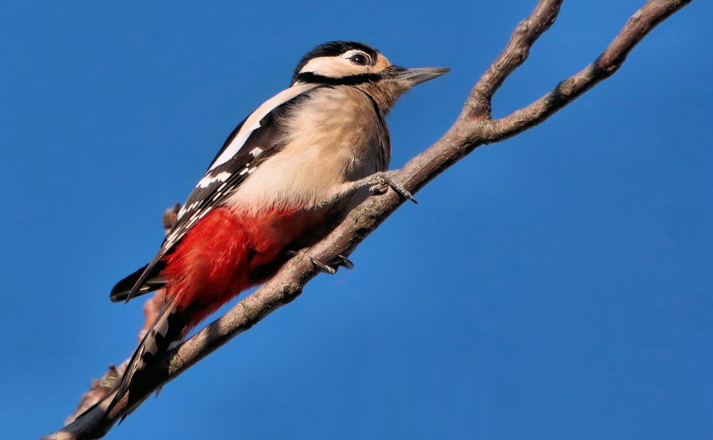 BUNTSPECHT IN DER WINTERSONNE