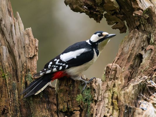 Buntspecht in einem alten Baum
