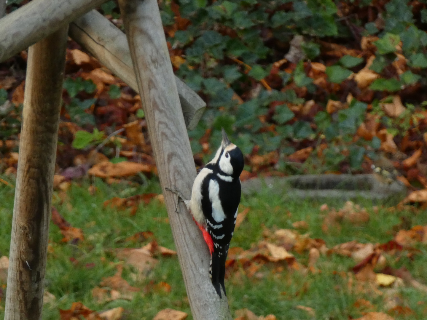 Buntspecht in meinem Garten , 10.11.2022